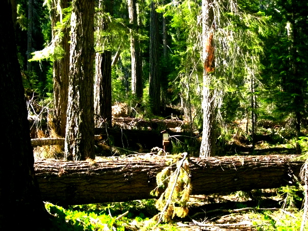 Oregon Trail oregon trail