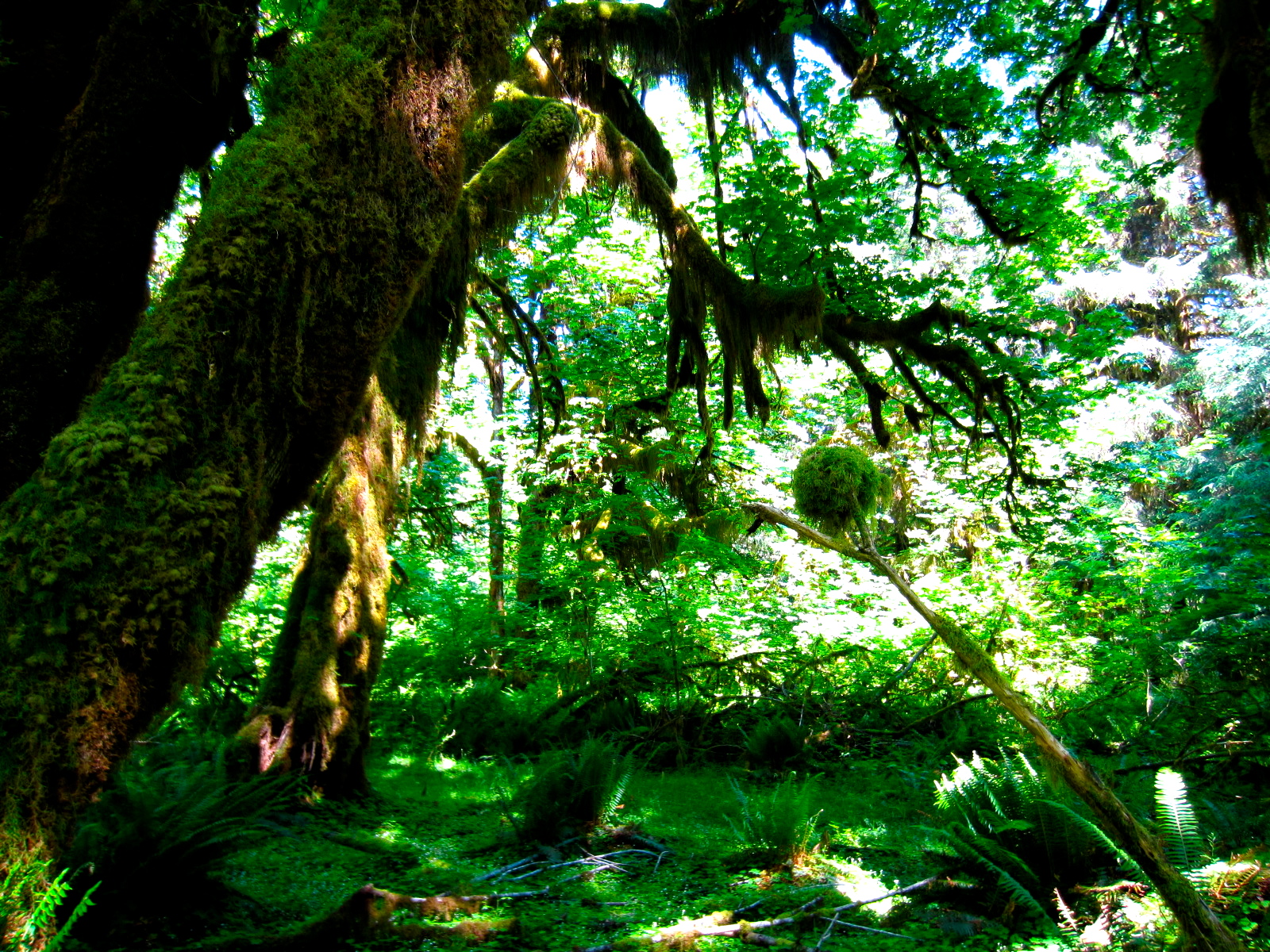 Olympic National Park