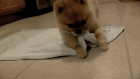 giphy.com dog in blanket