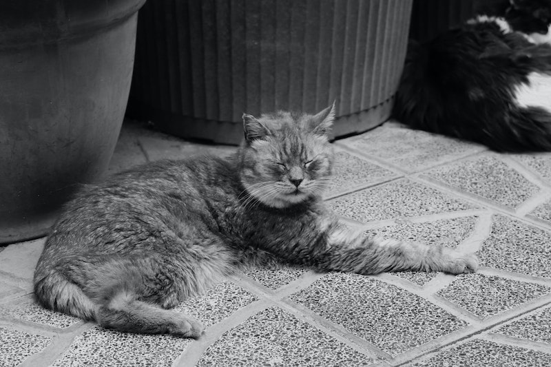 Cats, Rome
