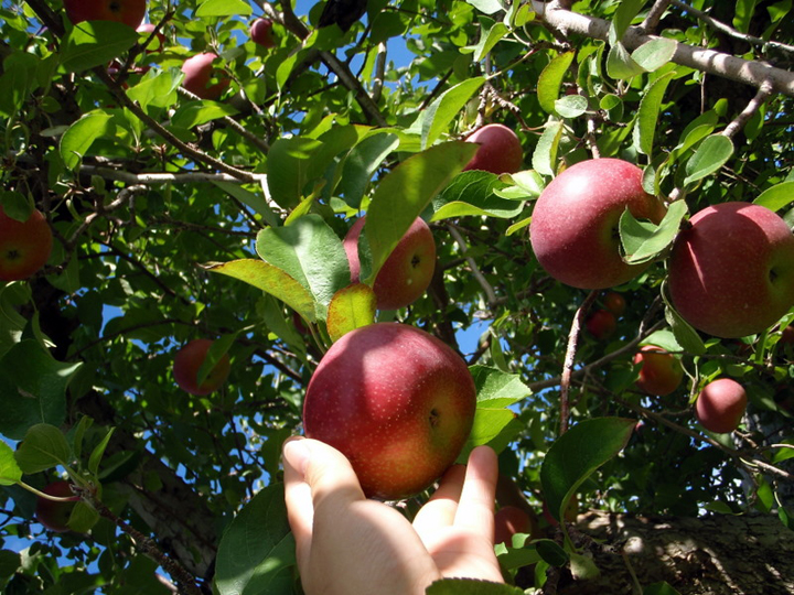 Flickr apple picking