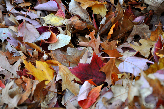 jumpintoleaves
