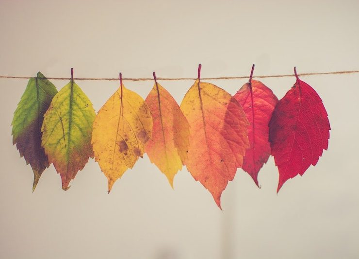 fall autumn