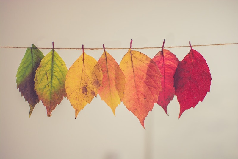 fall autumn