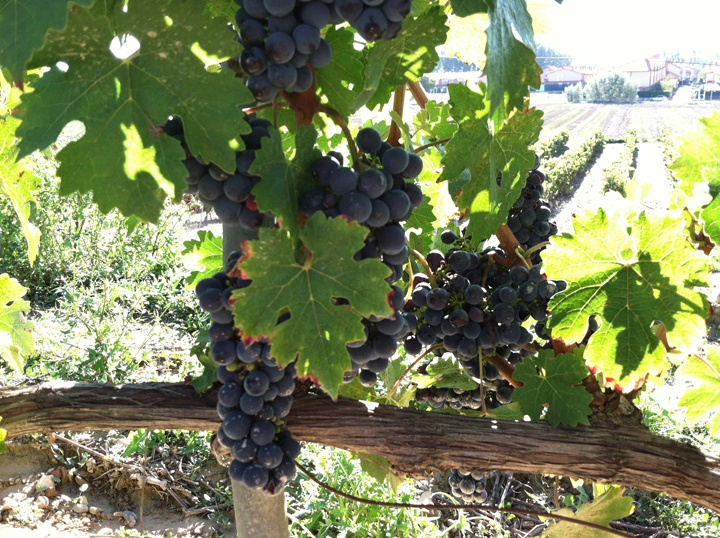 la rioja spain