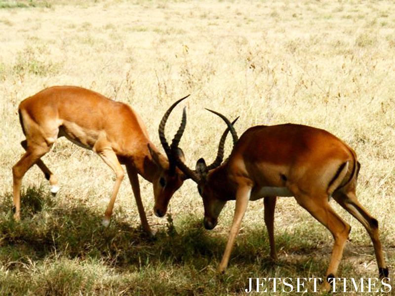Kenya/Jetset Times