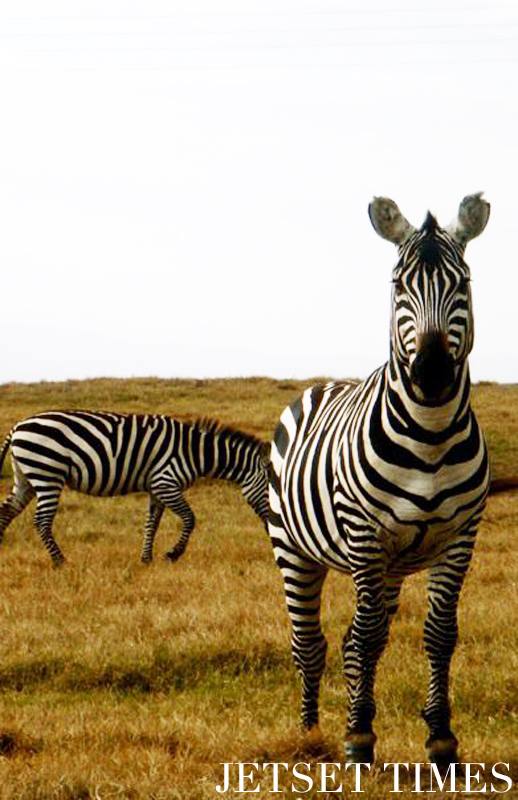 Kenya/Jetset Times