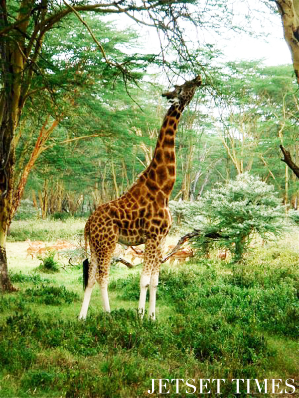 Kenya/Jetset Times