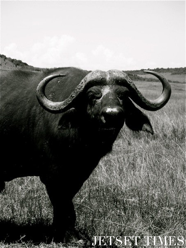 Kenya/Jetset Times