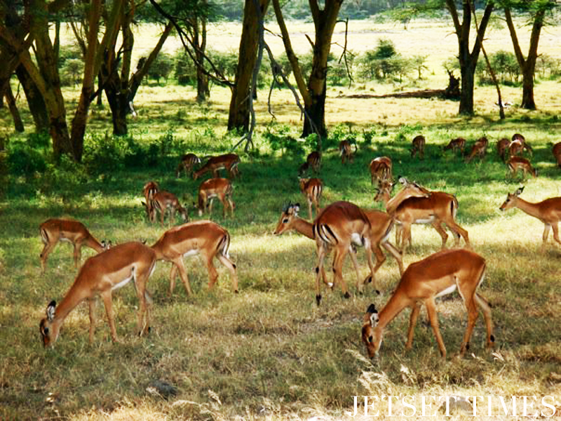 Kenya/Jetset Times