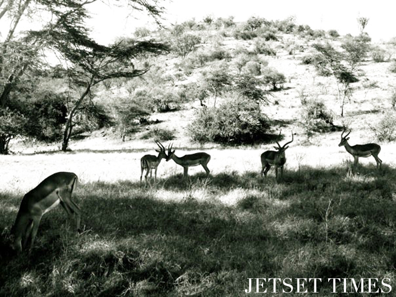 Kenya/Jetset Times