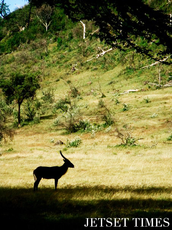 Kenya/Jetset Times