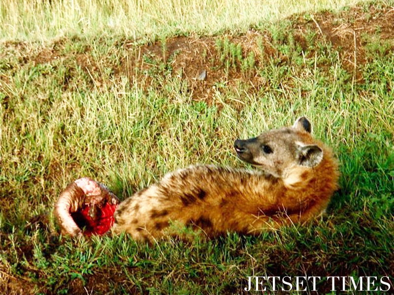 Kenya/Jetset Times