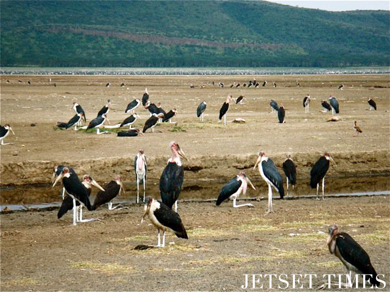 Kenya/Jetset Times