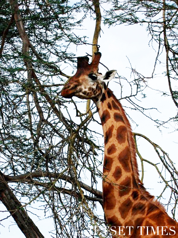 Kenya/Jetset Times