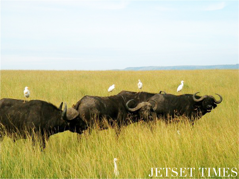 Kenya/Jetset Times