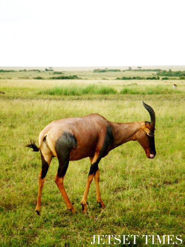 Kenya/Jetset Times