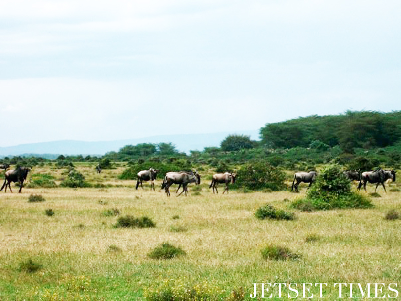 Kenya/Jetset Times