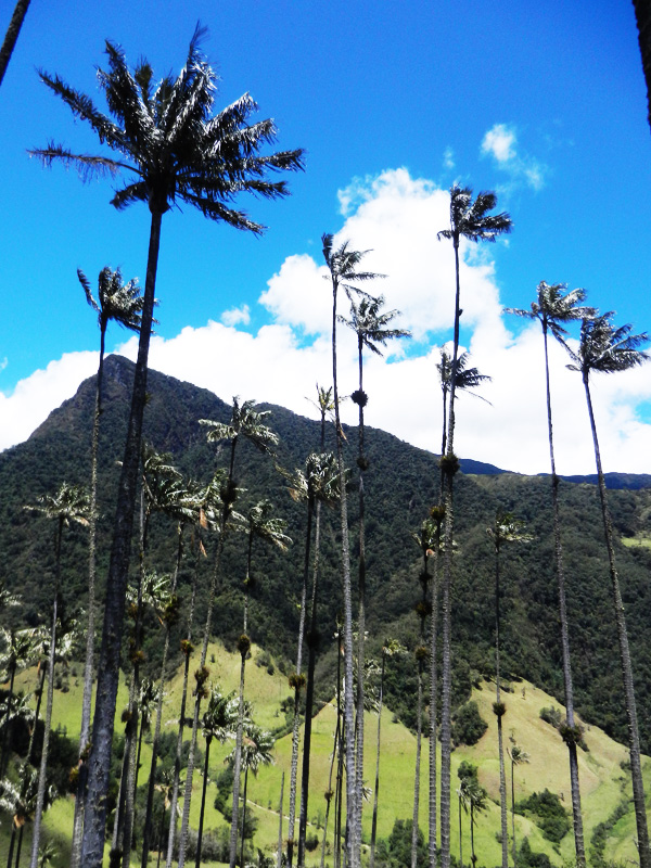 Valle de Cocora