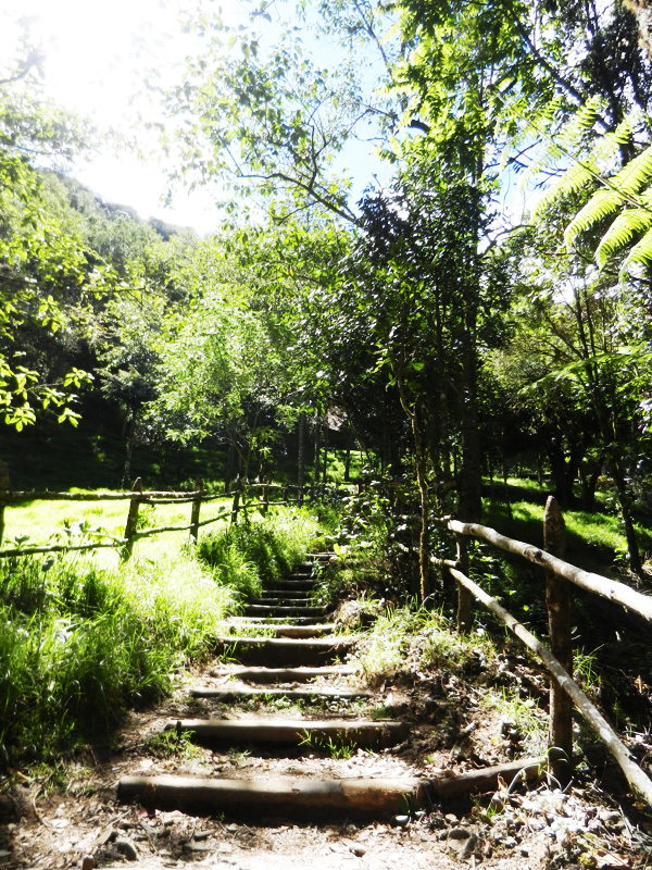 Valle de Cocora