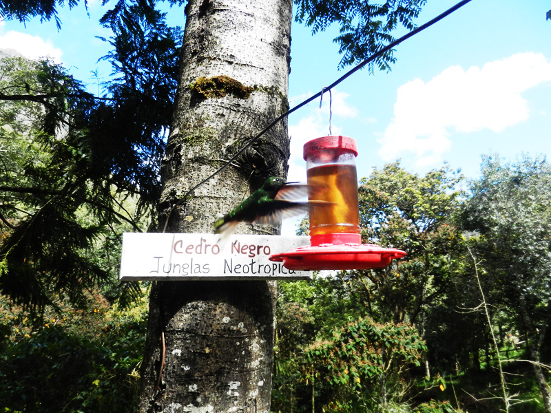 Valle de Cocora