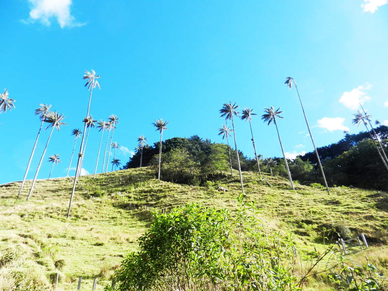 Valle de Cocora