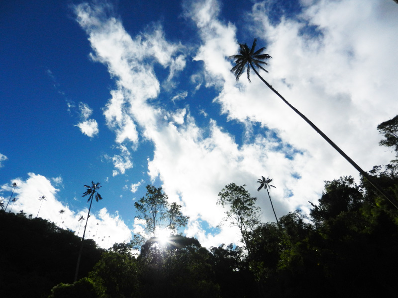 Valle de Cocora