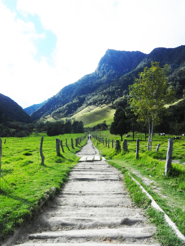 Valle de Cocora