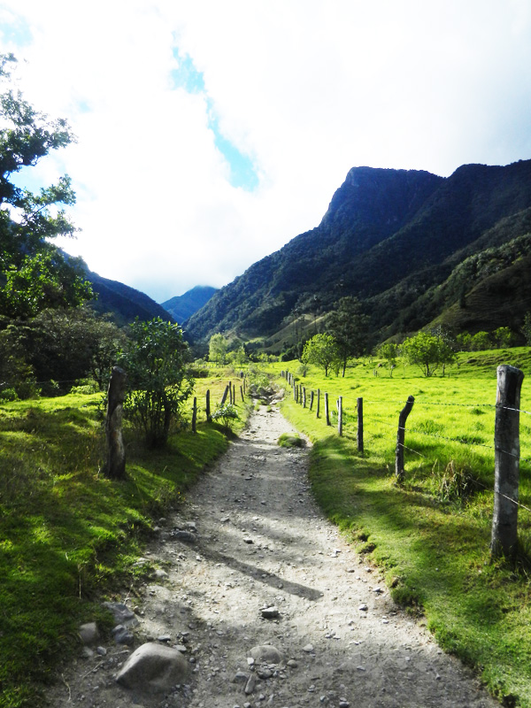 Valle de Cocora