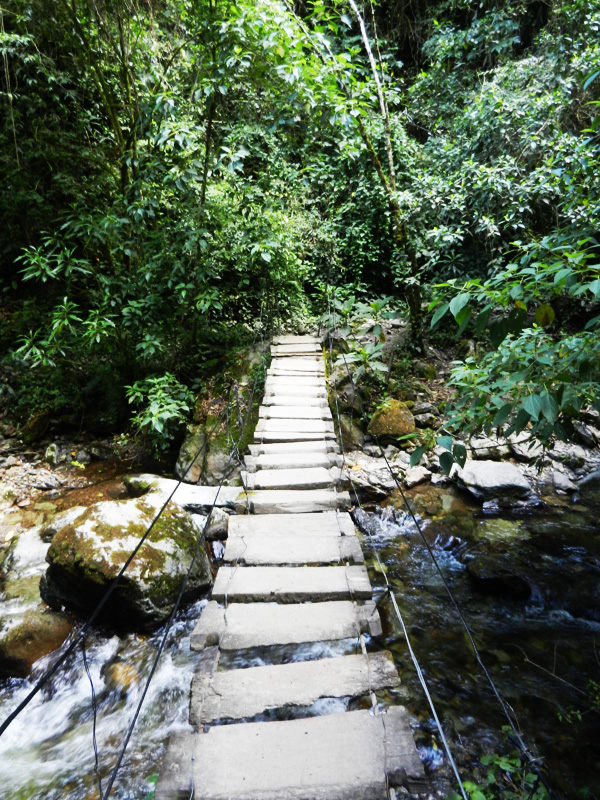 Valle de Cocora