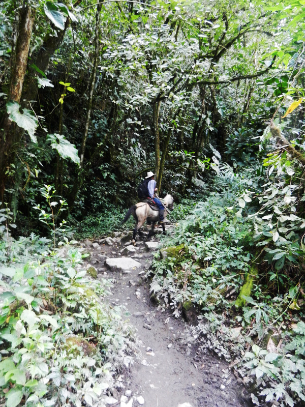 Valle de Cocora