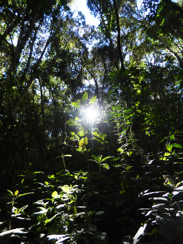 Valle de Cocora