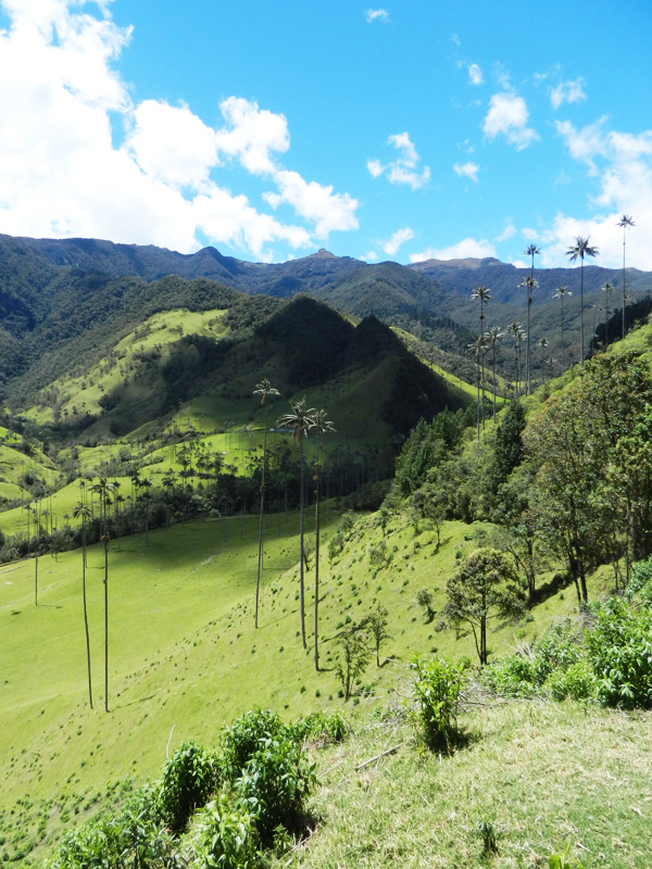 Valle de Cocora