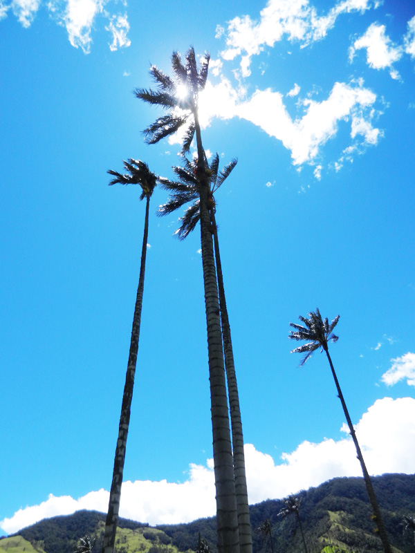 Valle de Cocora