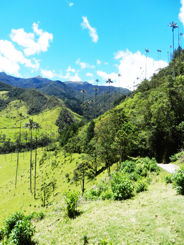 Valle de Cocora