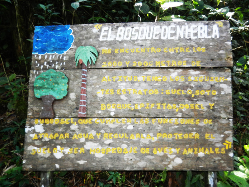 Valle de Cocora
