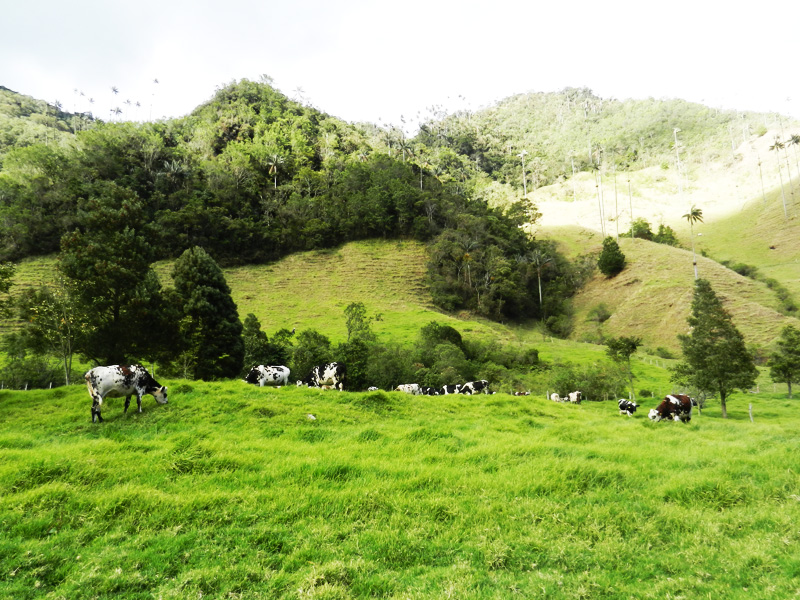 Valle de Cocora