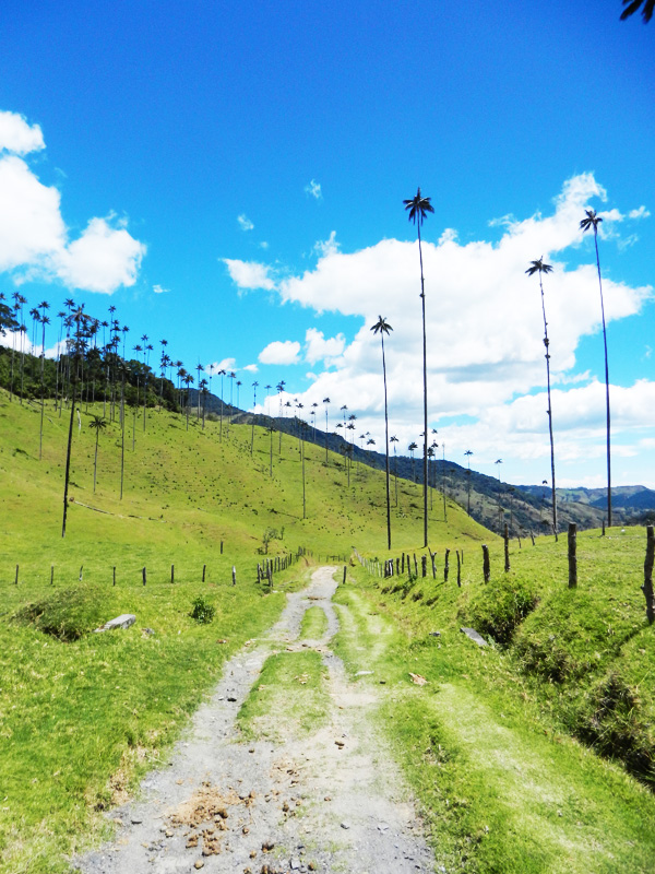 Valle de Cocora
