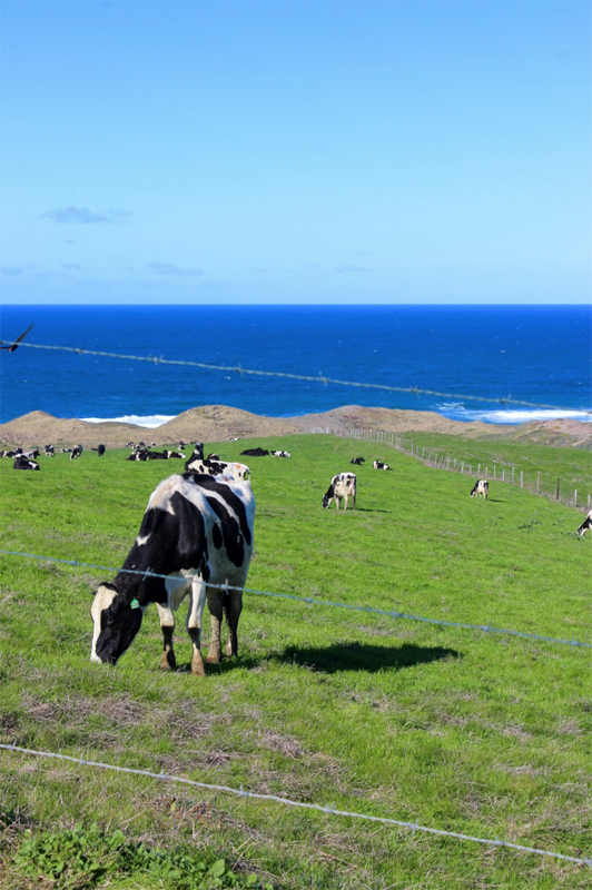HAPPY COWS