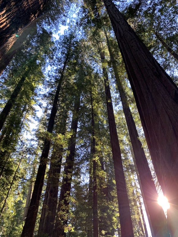 Humboldt Redwoods State Park