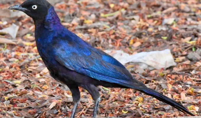 Scenic World Destinations
