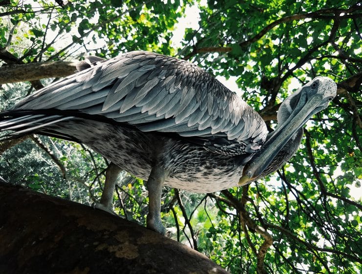 Pelican at Flamingo Gardens Aviary.