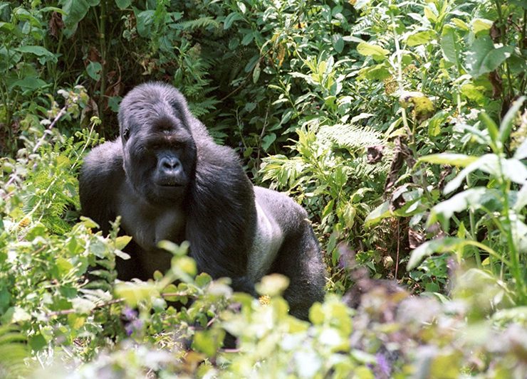 gorillas rwanda trekking