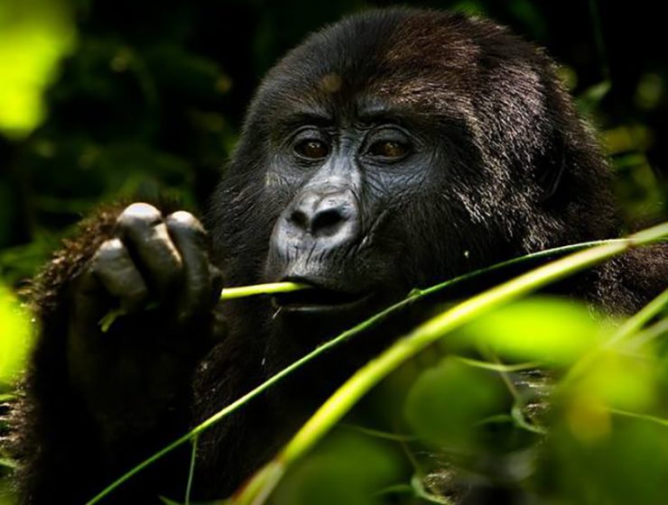 Primate Safaris Rwanda