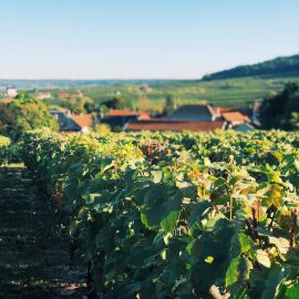 Champagne F.Bergeronneau-Marion
