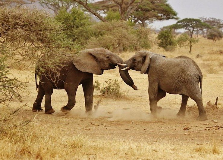 elephant babies