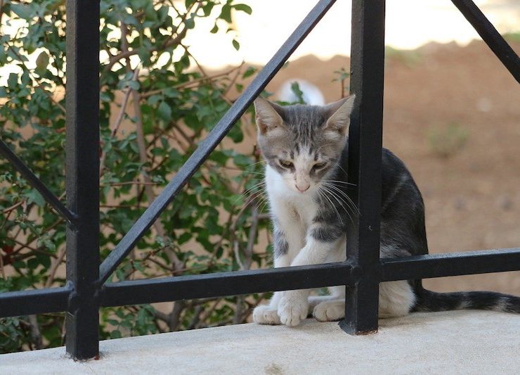 cat, jerusalem