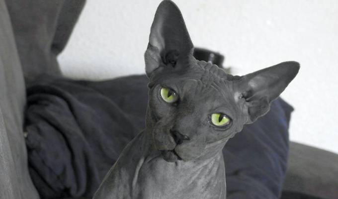 breed of cat
