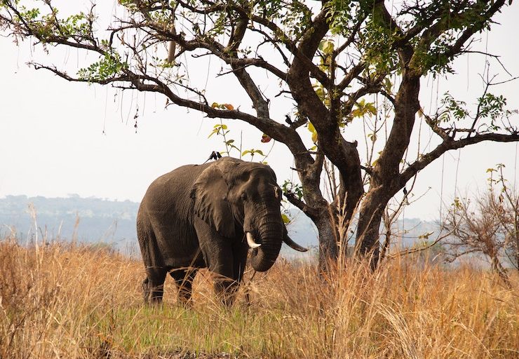 7 Amazing Places To Visit On A Uganda Safari