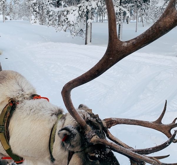 Reindeer in Lapland.